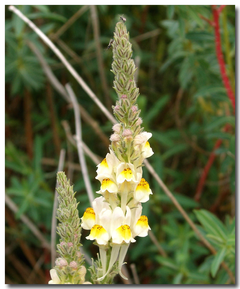 Linaria multicaulis / Linajola siciliana